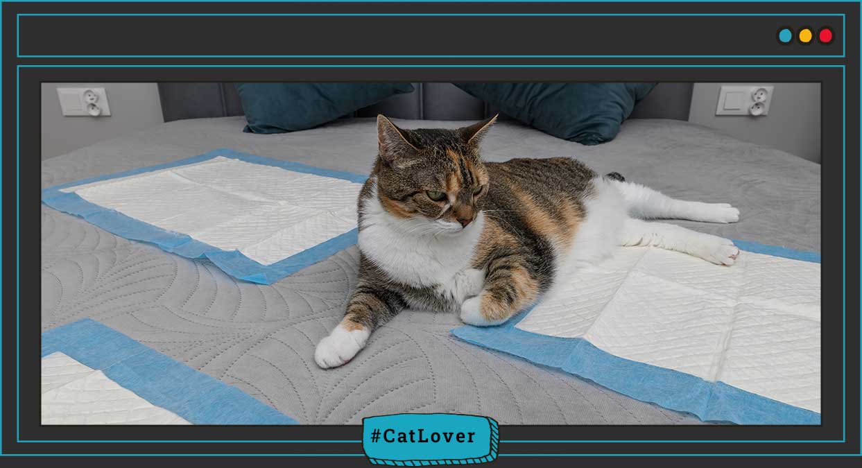 pérdida de orina en gatos